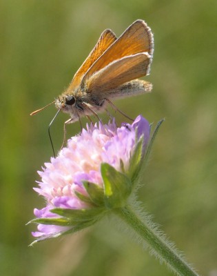 Motyl (11), 06.16.jpg