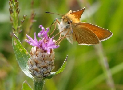 Motyl (15), 07.16.jpg