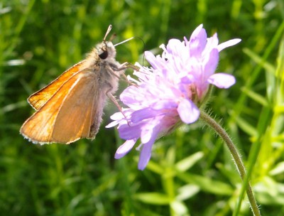 Motyl (17), 07.16.jpg