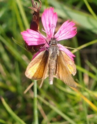 Motyl (19), 08.16.jpg