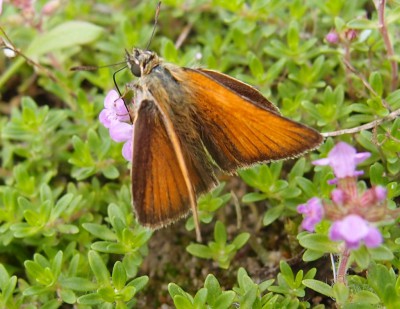 Motyl (22), 07. 16.jpg