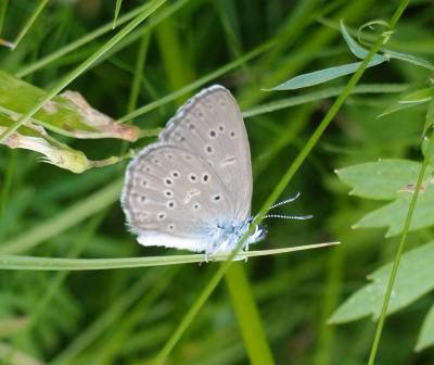 Motyl (23), 08.16.jpg