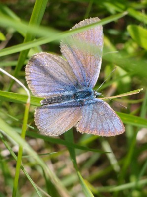 Motyl (25), 07.16.jpg