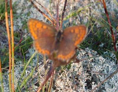 Motyl (26), 09.16.jpg