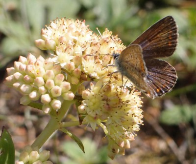 Motyl (29a), 08.16.jpg