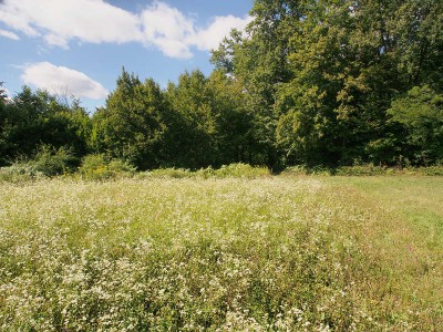 Siedlisko pasiaków- wkoło wszędzie robinia akacjowa