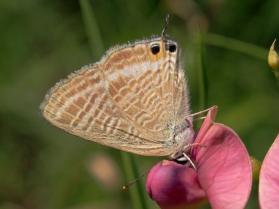 Lampides boeticus, chyba samica