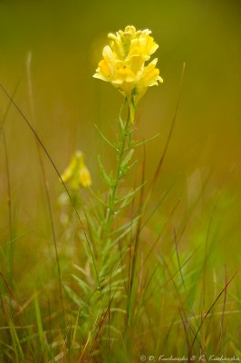 Antirrhinum sp.