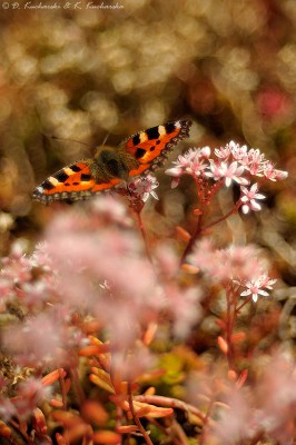 Aglais urticae