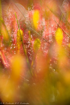 Drosera cf anglica