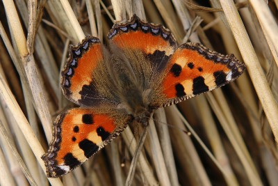 002. Aglais urticae (LINNAEUS, 1758).jpg