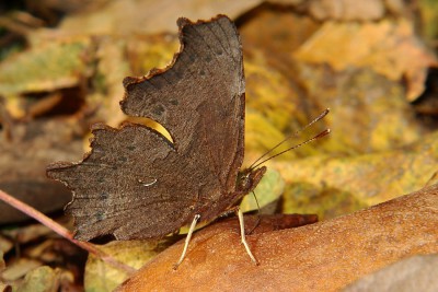 003. Polygonia c-album (LINNAEUS, 1758).jpg