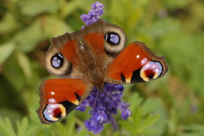 004. Aglais io (LINNAEUS, 1758).jpg