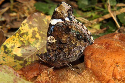 005. Vanessa atalanta (LINNAEUS, 1758).jpg