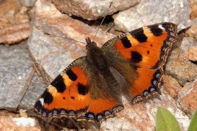 006. Aglais urticae (LINNAEUS, 1758).jpg