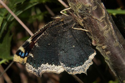 007. Nymphalis antiopa (LINNAEUS, 1758).jpg