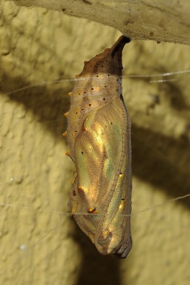 008. Vanessa cardui (LINNAEUS, 1758).jpg