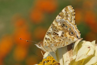 009. Vanessa cardui (LINNAEUS, 1758).jpg