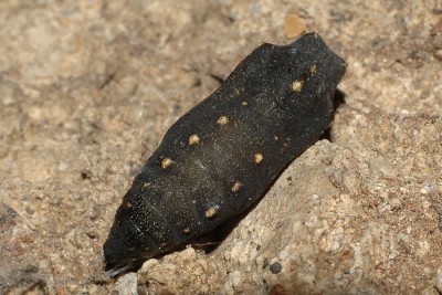 010. Lasiommata megera (LINNAEUS, 1767).jpg