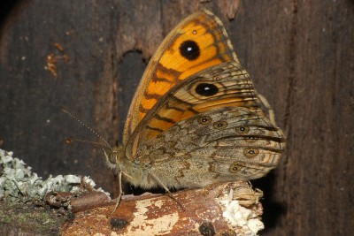 012. Lasiommata megera (LINNAEUS, 1767).jpg