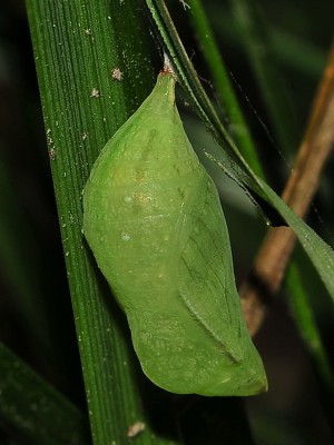 016. Pararge aegeria (LINNAEUS, 1758).jpg