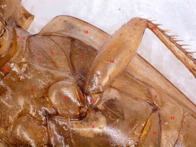 mesothoracic venter (mesothorax ventral view).png