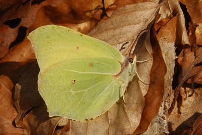 018. Gonepteryx rhamni (LINNAEUS, 1758).jpg