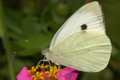 019. Pieris brassicae (LINNAEUS, 1758).jpg