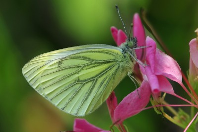 020. Pieris napi (LINNAEUS, 1758).jpg