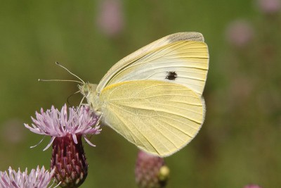 021. Pieris rapae (LINNAEUS, 1758).jpg