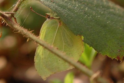 022. Gonepteryx rhamni (LINNAEUS, 1758).jpg