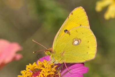 023. Colias croceus (GEOFFROY in FOURCROY, 1785).jpg