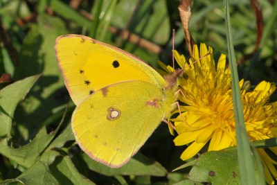 024. Colias croceus (GEOFFROY in FOURCROY, 1785).jpg