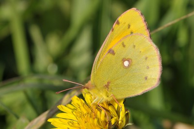 025. Colias croceus (GEOFFROY in FOURCROY, 1785).jpg