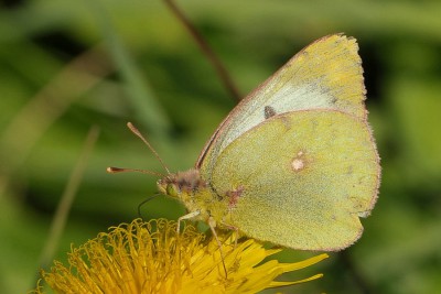 027. Colias hyale (LINNAEUS, 1758).jpg