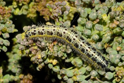 028. Pieris brassicae (LINNAEUS, 1758).jpg