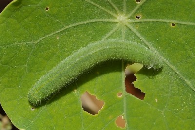 029. Pieris rapae (LINNAEUS, 1758).jpg