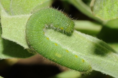 031. Pieris napi (LINNAEUS, 1758).jpg