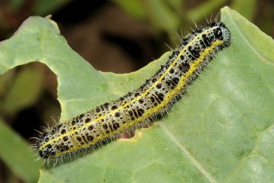 032. Pieris brassicae (LINNAEUS, 1758).jpg