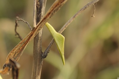 033. Anthocharis cardamines (LINNAEUS, 1758).jpg