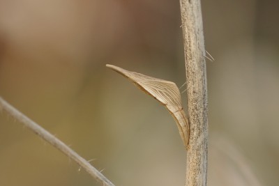 034. Anthocharis cardamines (LINNAEUS, 1758).jpg