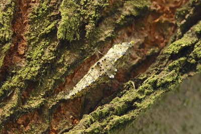 036. Pieris brassicae (LINNAEUS, 1758).jpg