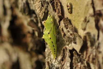 037. Pieris napi (LINNAEUS, 1758).jpg