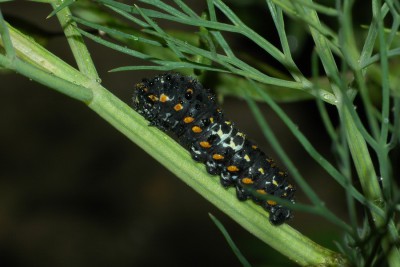 038. Papilio machaon LINNAEUS, 1758.jpg