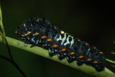 039. Papilio machaon LINNAEUS, 1758.jpg