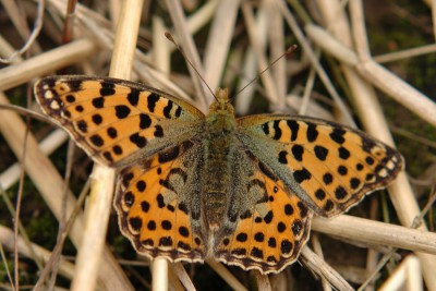 043. Issoria lathonia (LINNAEUS, 1758).jpg