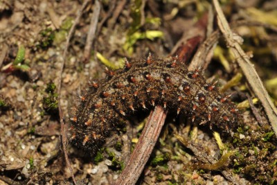 045. Boloria dia (LINNAEUS, 1767).jpg