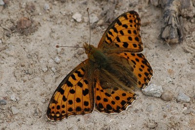 047. Issoria lathonia (LINNAEUS, 1758).jpg