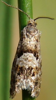 Epinotia pygmaeana.JPG