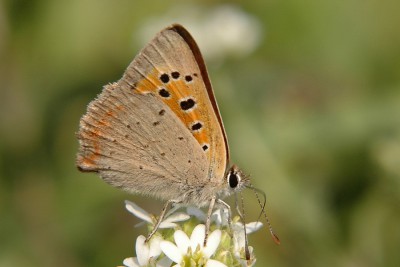 048. Lycaena phlaeas (LINNAEUS, 1761).jpg